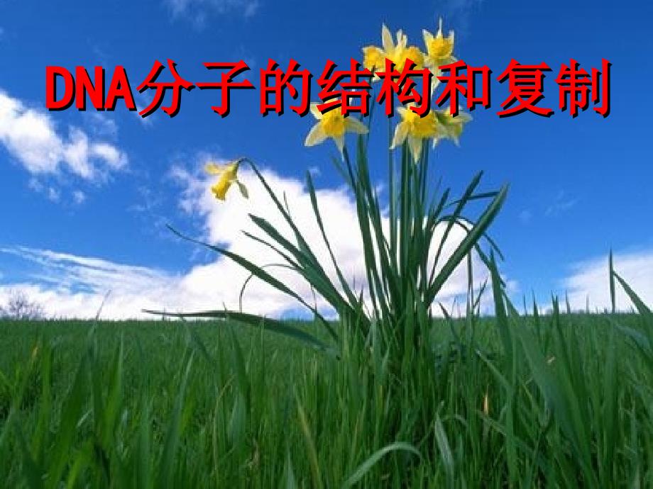 DNA分子的结构和复制2_第1页