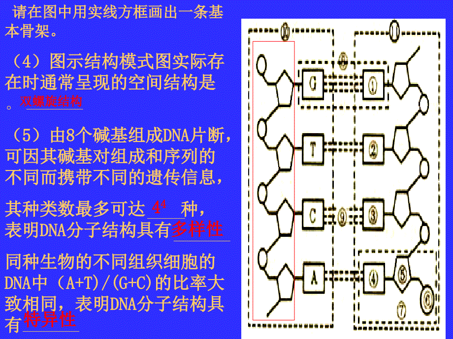 DNA分子的结构和复制2_第4页