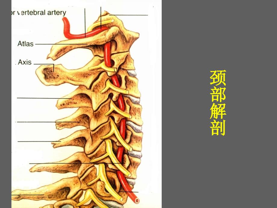 颈肩痛医院培训PPT_第3页