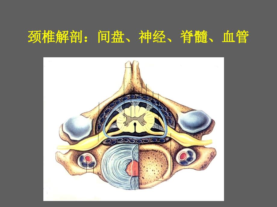 颈肩痛医院培训PPT_第4页