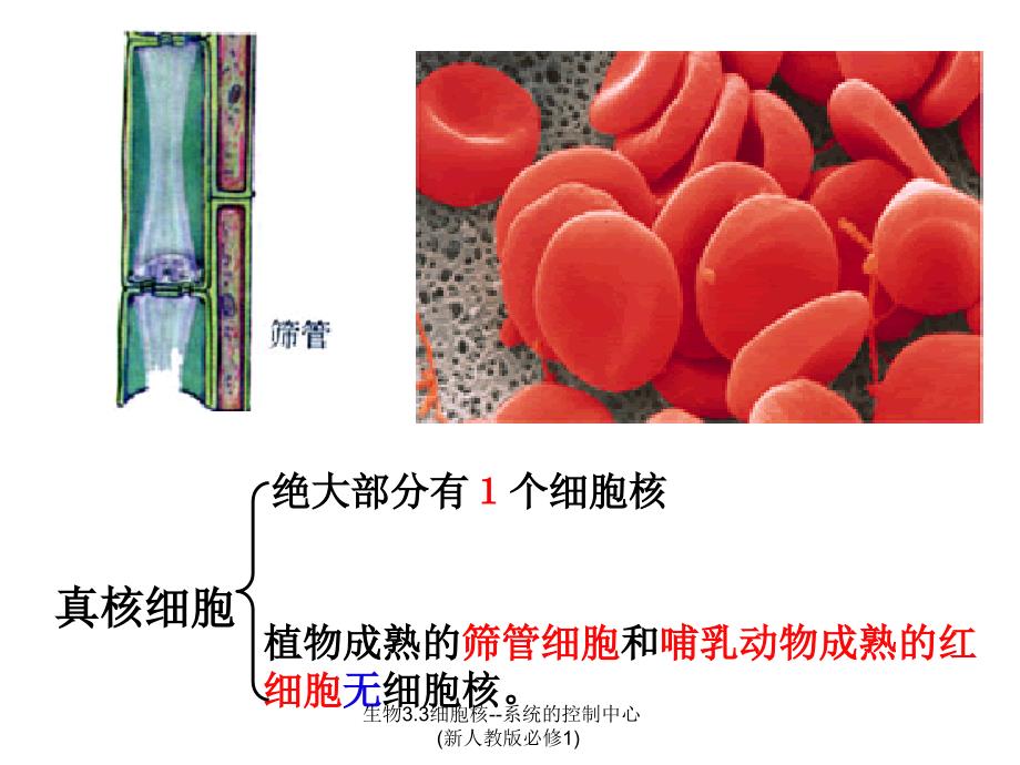 生物3.3细胞核系统的控制中心新人教版必修1课件_第2页