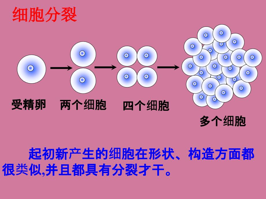 生物动物体的结构层次ppt课件_第3页