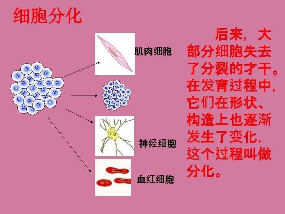 生物动物体的结构层次ppt课件_第5页