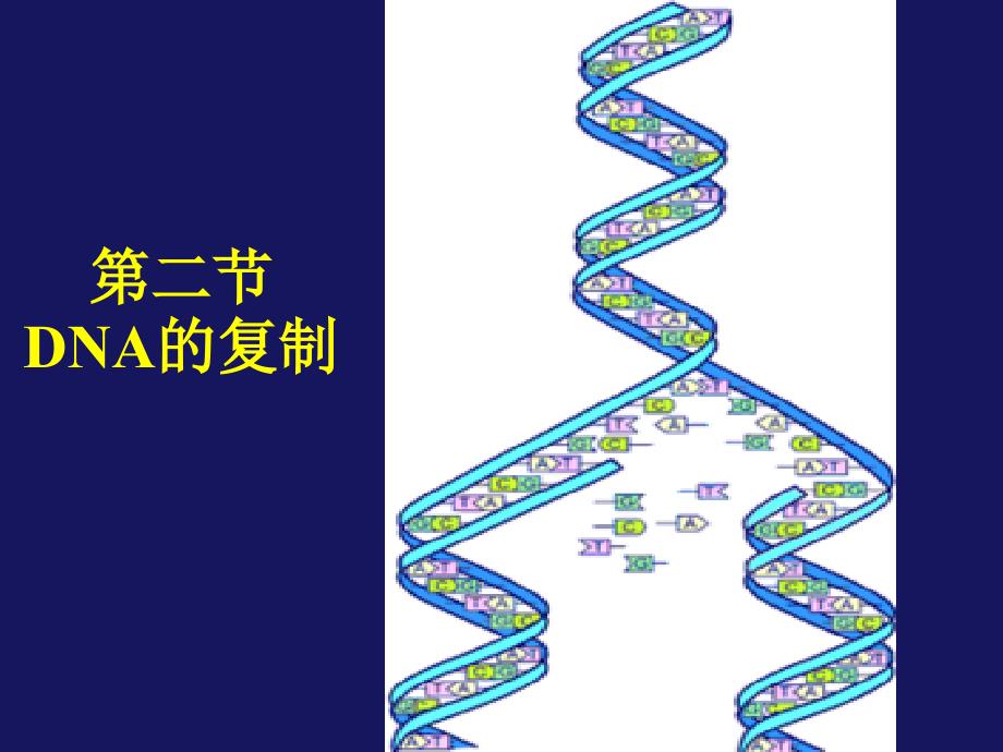 《动物遗传学》教学课件：第三章－遗传信息的传递_第4页