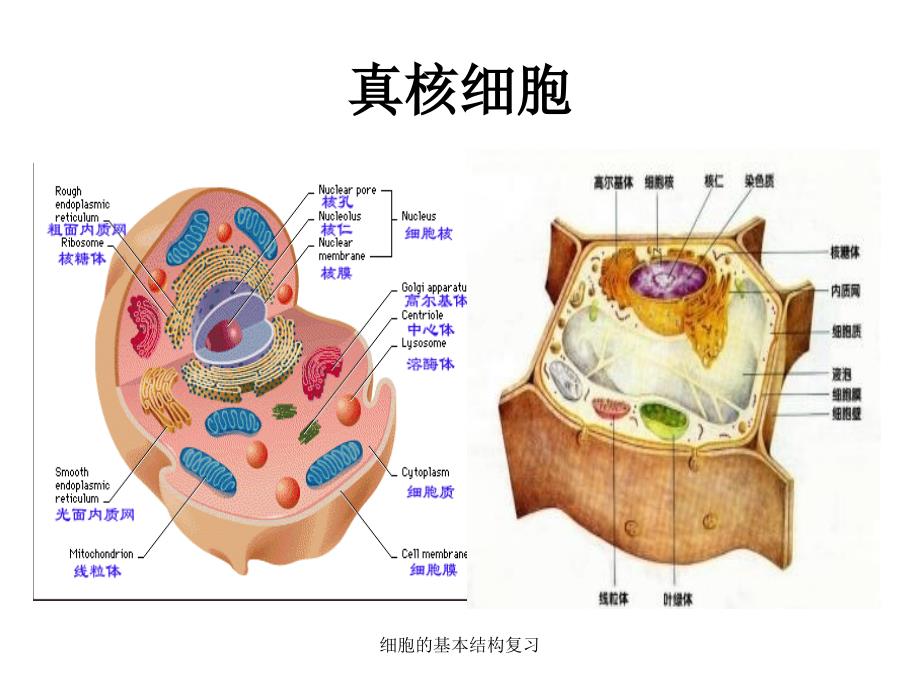 细胞的基本结构复习课件_第4页