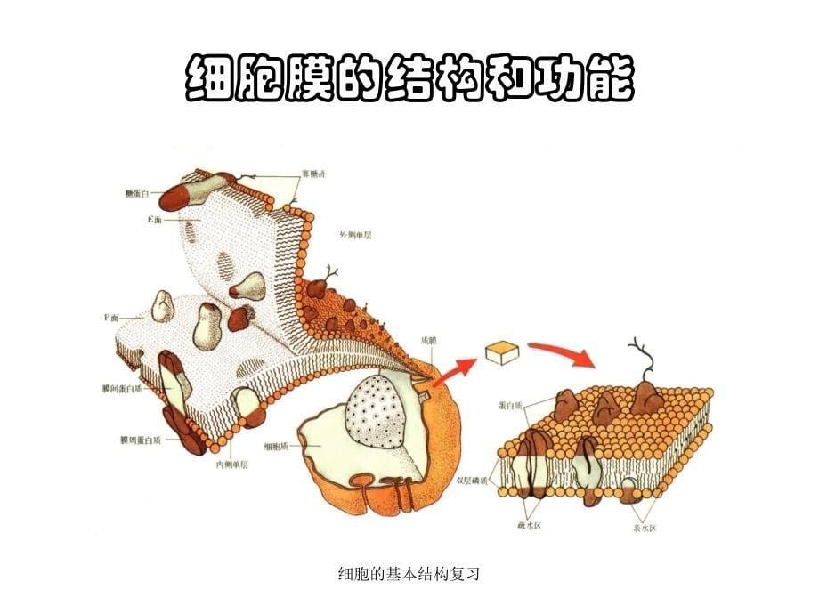 细胞的基本结构复习课件_第5页