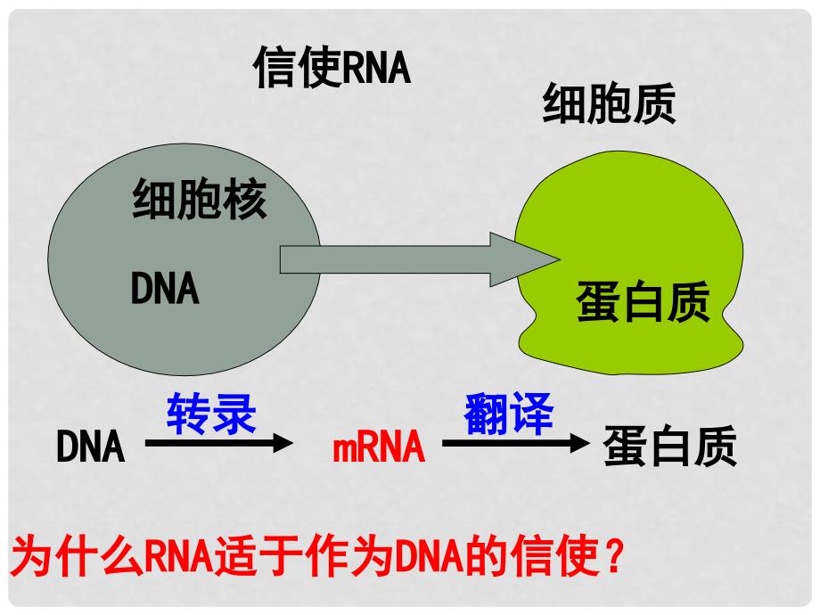 高中生物《遗传信息的表达— —RNA和蛋白质的合成》课件1 浙科版必修2_第3页