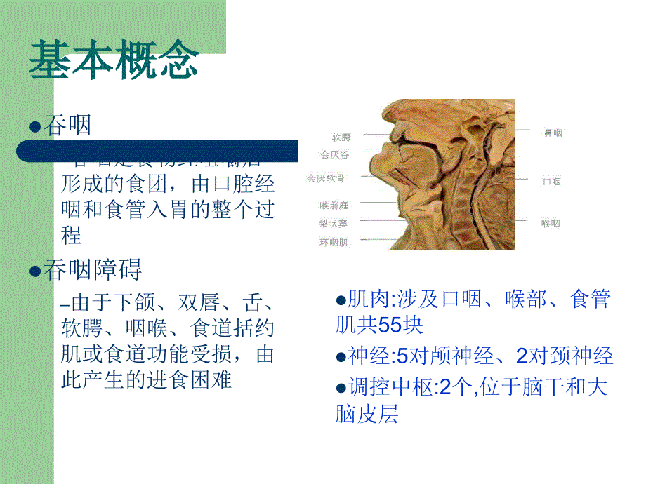 吞咽障碍的评估与治疗的基本概念ppt课件(1)_第3页