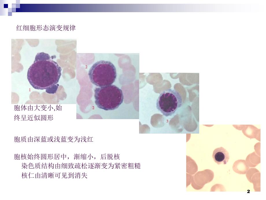 骨髓血细胞形态ppt课件_第2页