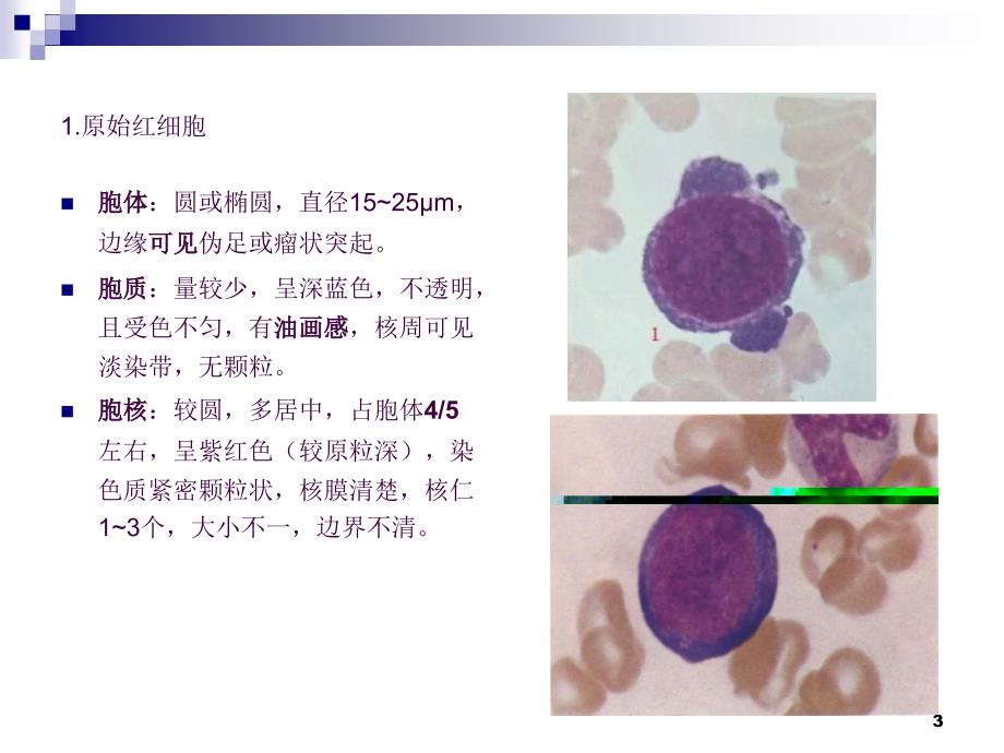 骨髓血细胞形态ppt课件_第3页