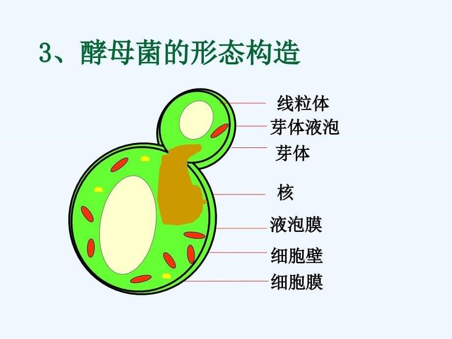 抗真菌抗病毒药_第5页