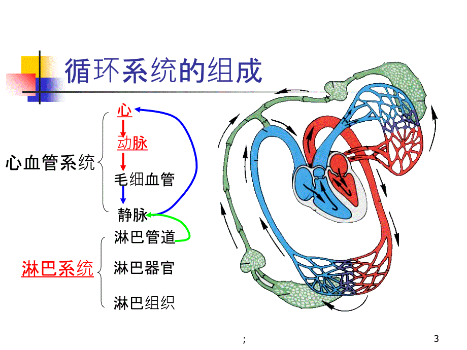 人体解剖学循环系统多动图ppt课件_第3页