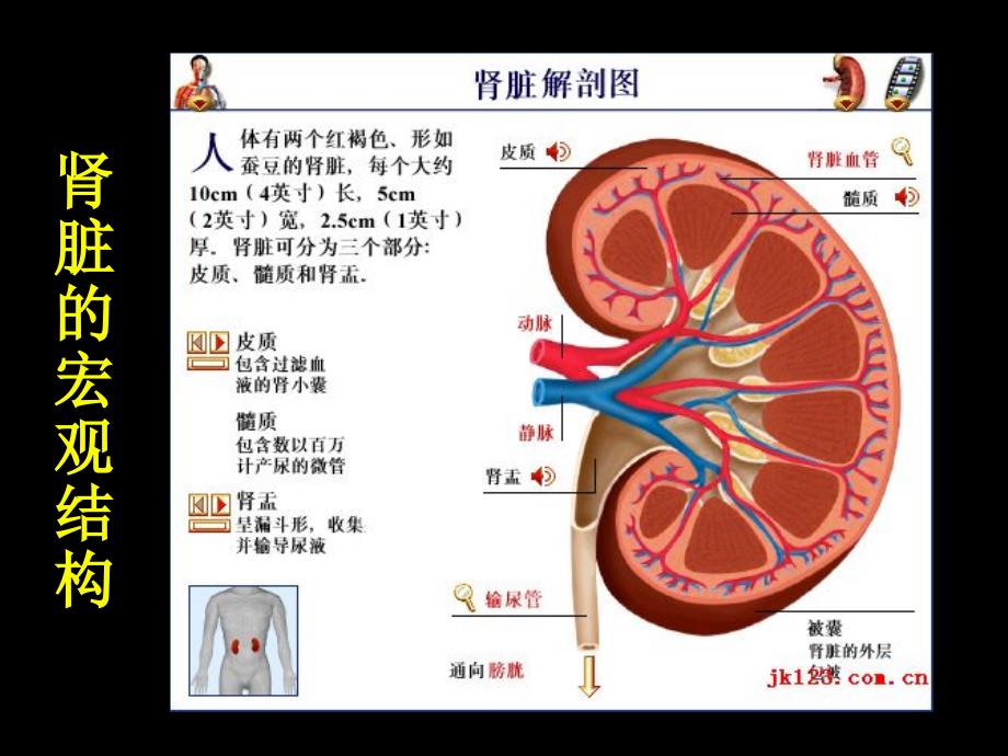 糖尿病肾病的诊断与治疗_第3页