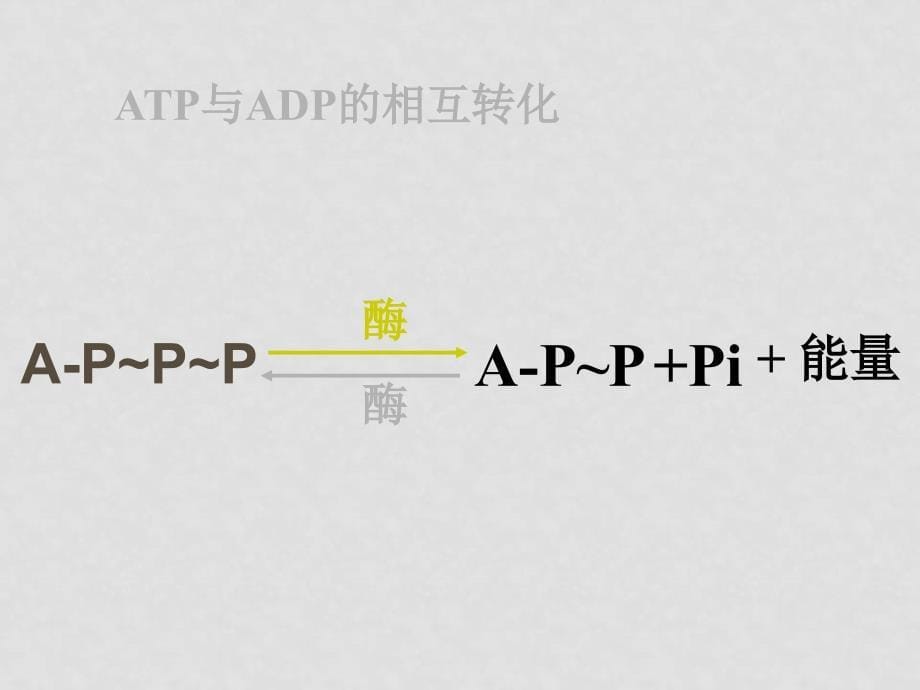 高中生物 《新陈代谢与ATP》课件 旧人教版_第5页