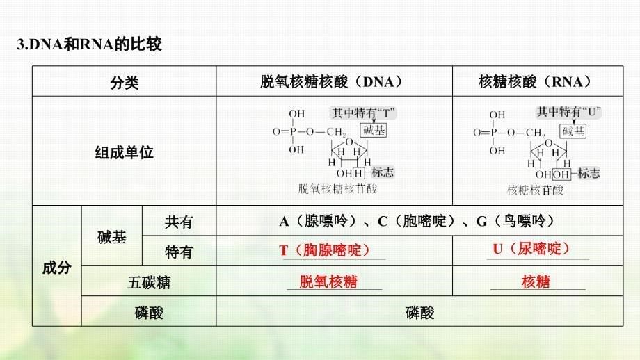 最新：高考生物一轮复习第一单元组成细胞的分子第4讲核酸糖类和脂质课件文档资料_第5页