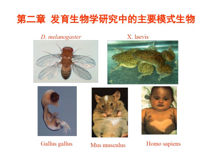 发育生物学中模式生物_第1页