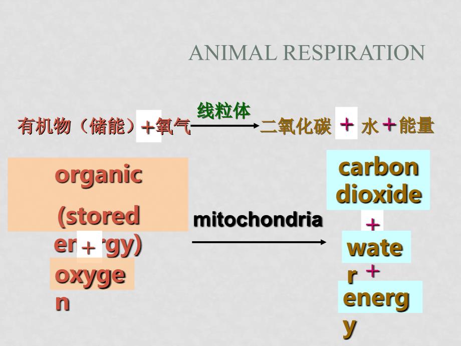 七年级生物动物的呼吸1呼吸系统课件_第4页