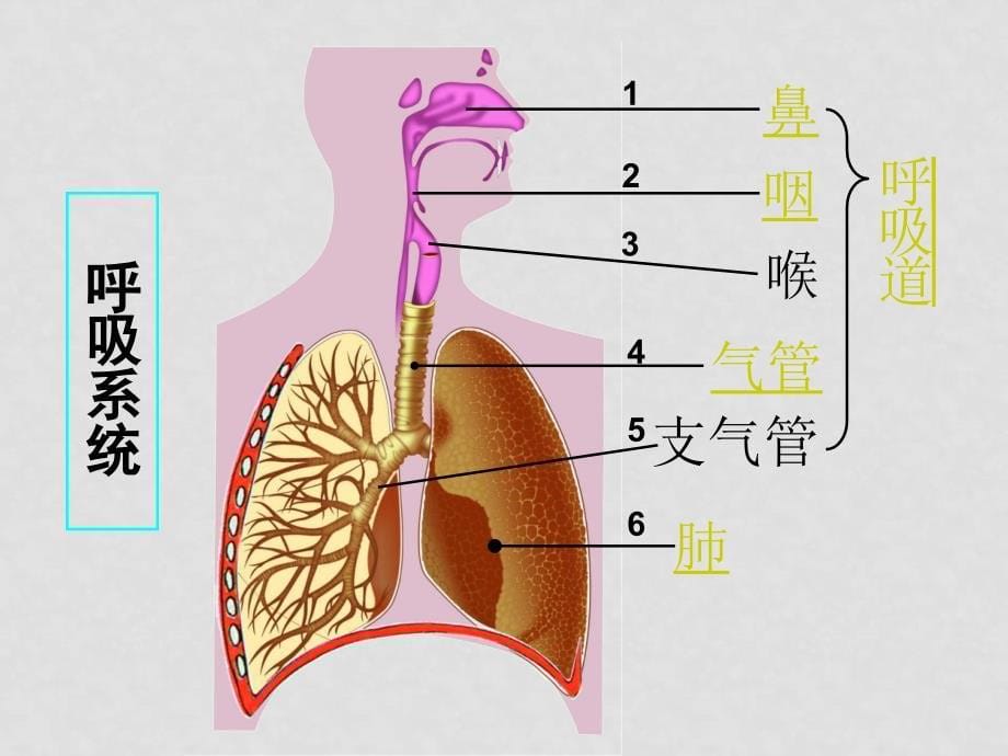 七年级生物动物的呼吸1呼吸系统课件_第5页