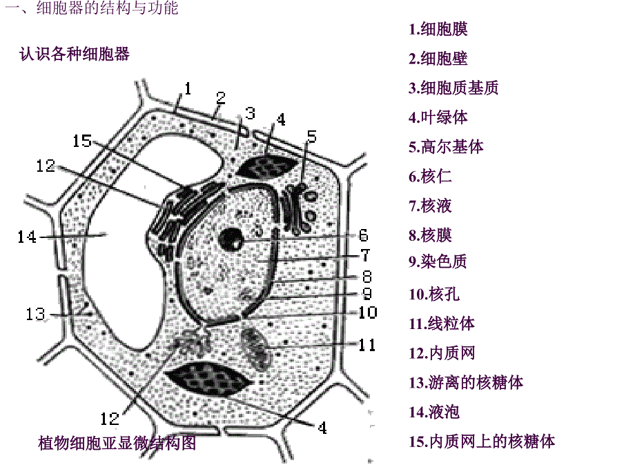 6细胞器和生物膜系统ppt课件_第3页