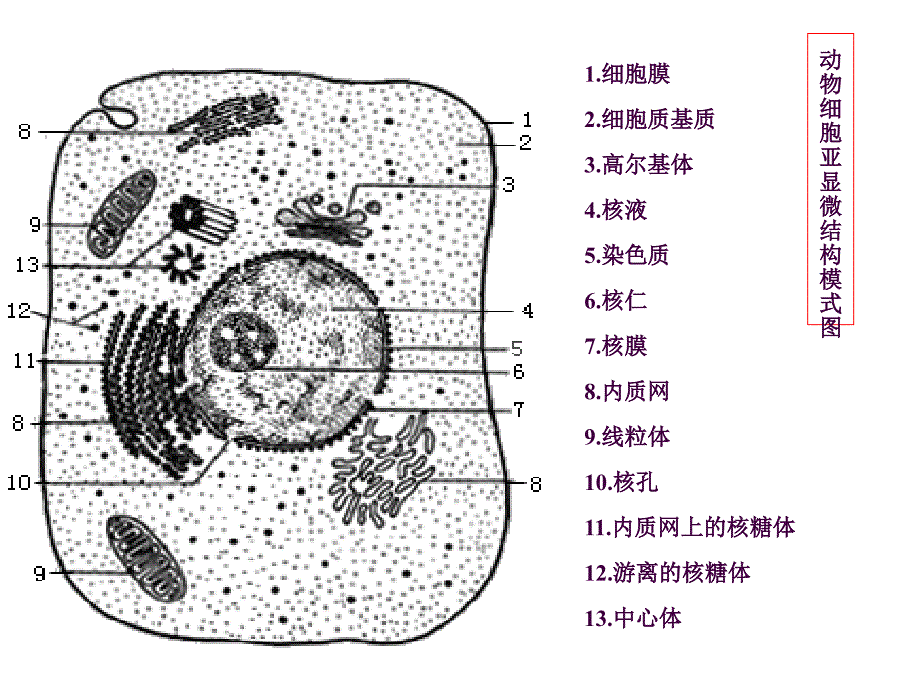 6细胞器和生物膜系统ppt课件_第4页