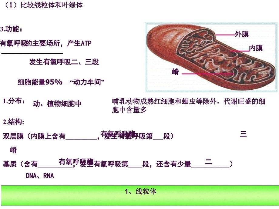 6细胞器和生物膜系统ppt课件_第5页