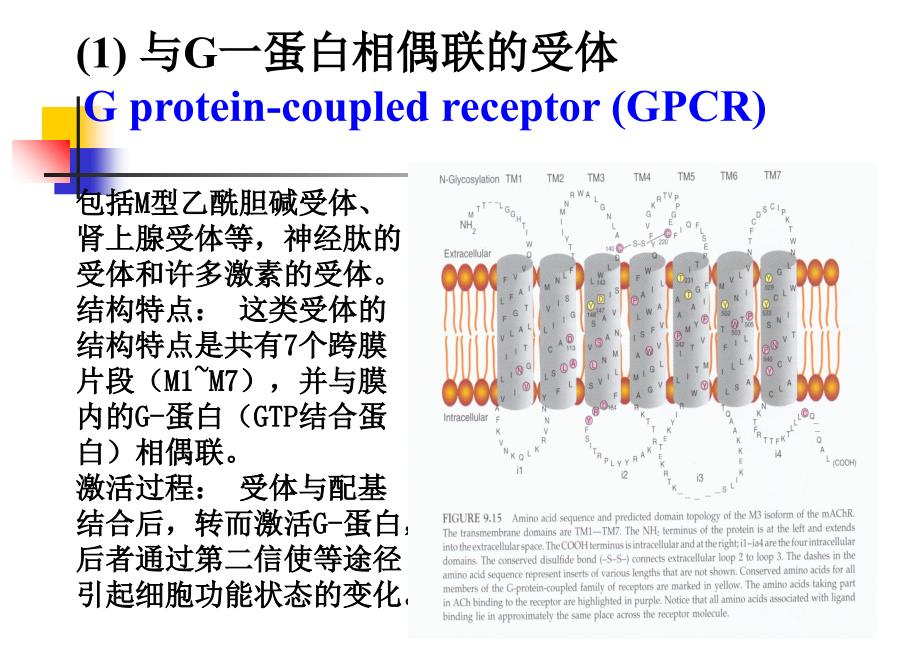 本科生课程-4跨膜信号传导_第3页