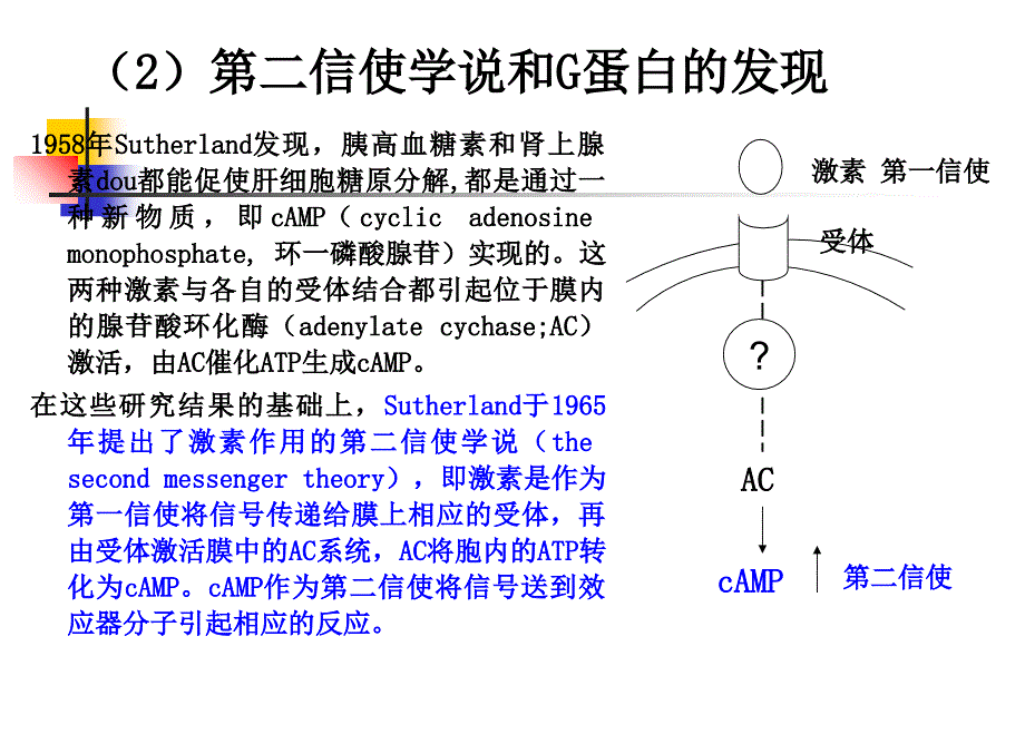 本科生课程-4跨膜信号传导_第4页