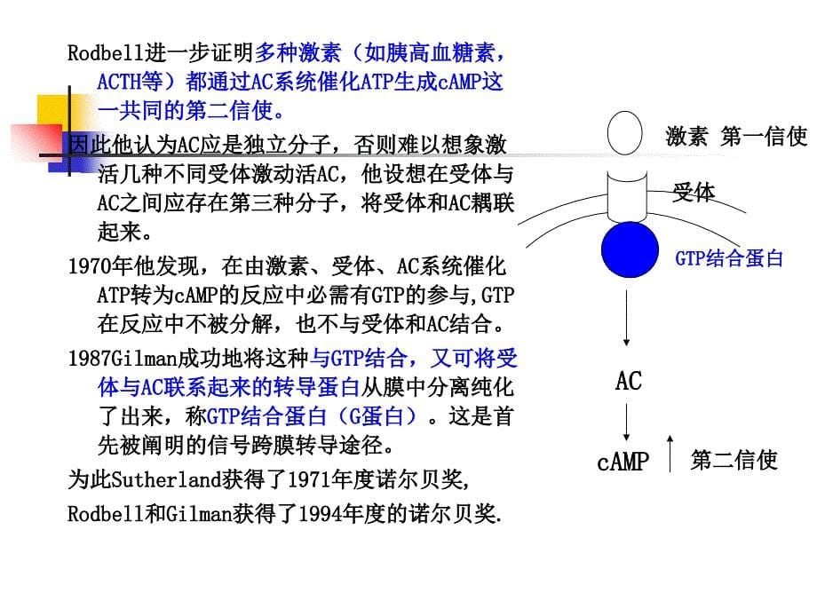 本科生课程-4跨膜信号传导_第5页