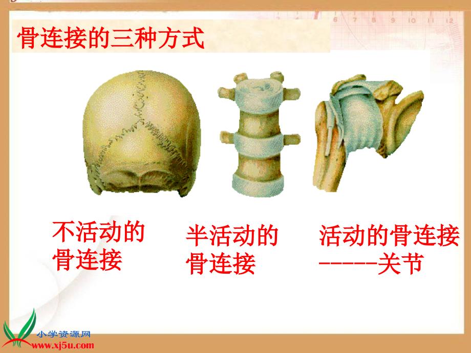 青岛版小学三年级科学下册课件关节_第3页