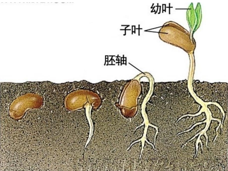 中心医院健康讲堂孕前营养课件_第2页