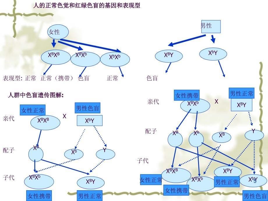 伴性遗传.ppt课件_第5页