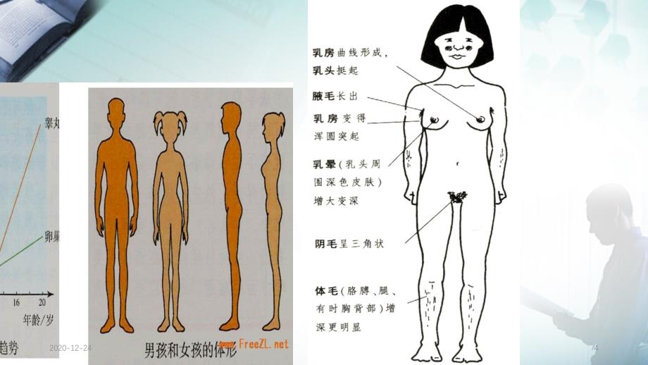 女生生理健康教育实用课件_第4页