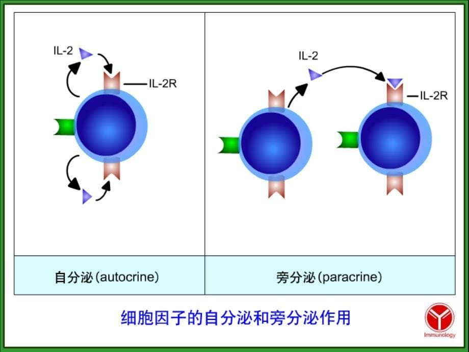 第六章-细胞因子-Cytokine课件_第5页