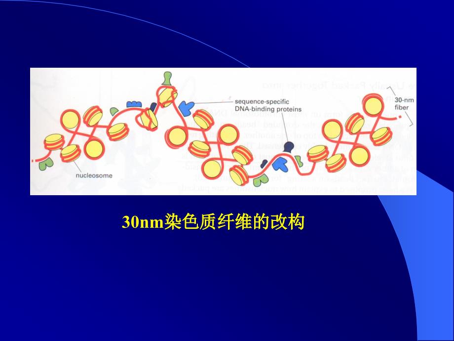 医学课件第五节染色质结构和基因转录_第2页