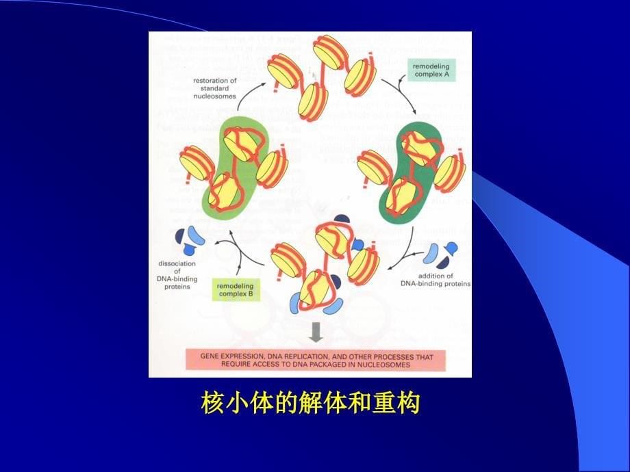 医学课件第五节染色质结构和基因转录_第5页