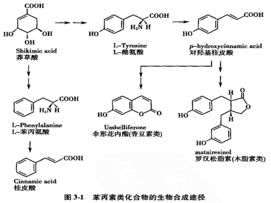 《苯丙素类化合物》PPT课件_第3页