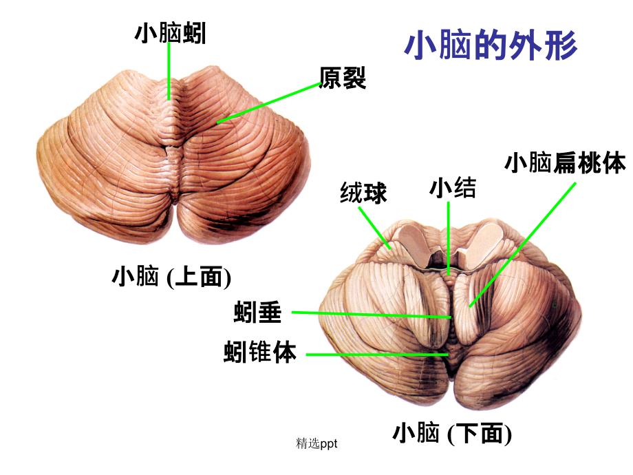 小脑和大脑的结构课件_第2页