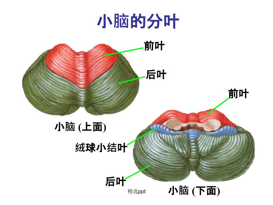 小脑和大脑的结构课件_第3页