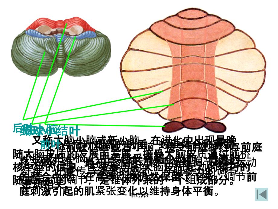 小脑和大脑的结构课件_第4页