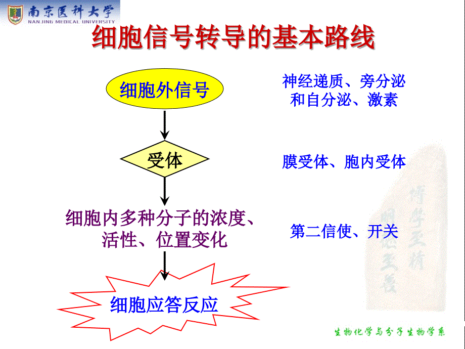 生物化学：第19章 细胞信号转导的分子机制_第4页