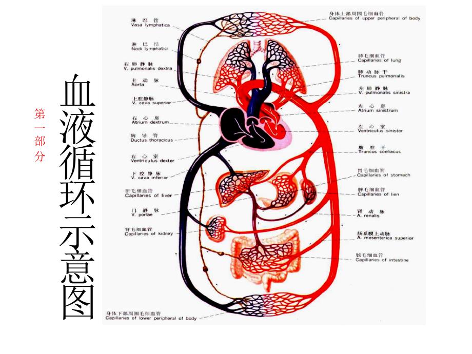 心血管及脑血管相关知识参考PPT_第2页