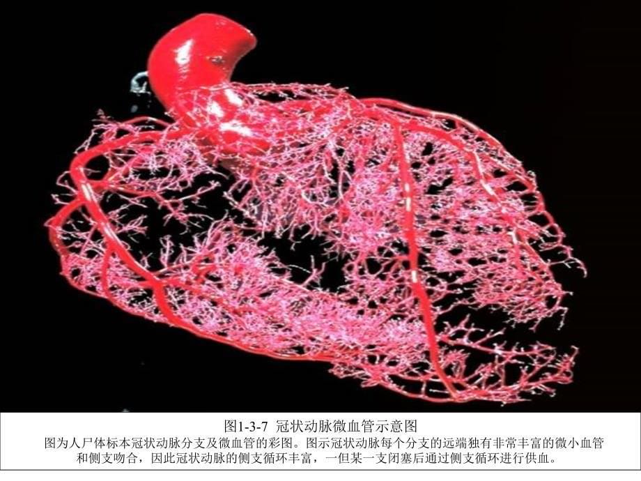 心血管及脑血管相关知识参考PPT_第5页