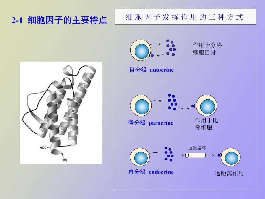 细胞因子及其受体_第3页