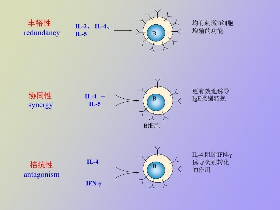 细胞因子及其受体_第5页