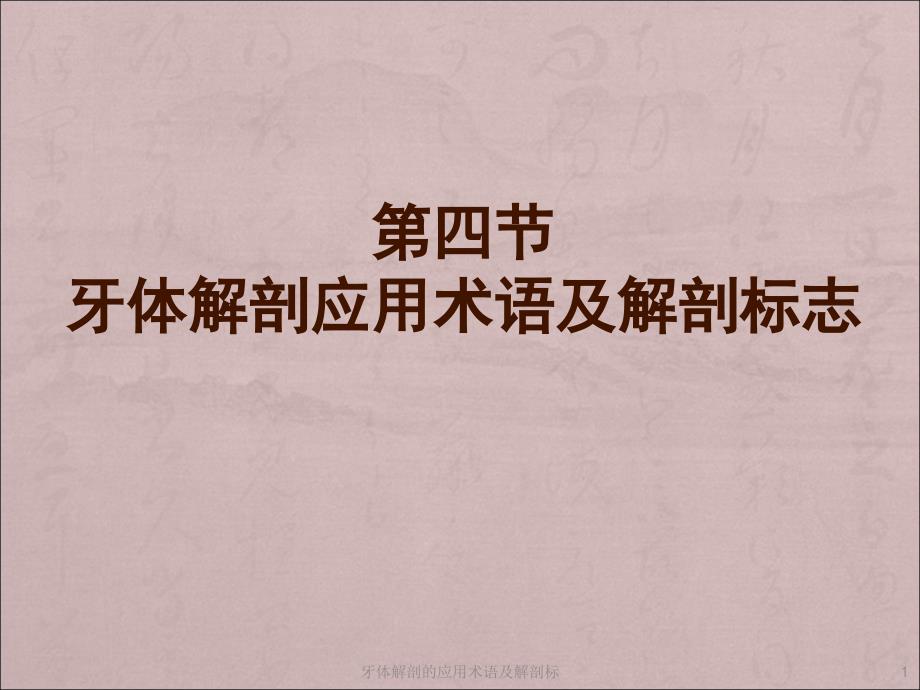 牙体解剖的应用术语及解剖标课件_第1页
