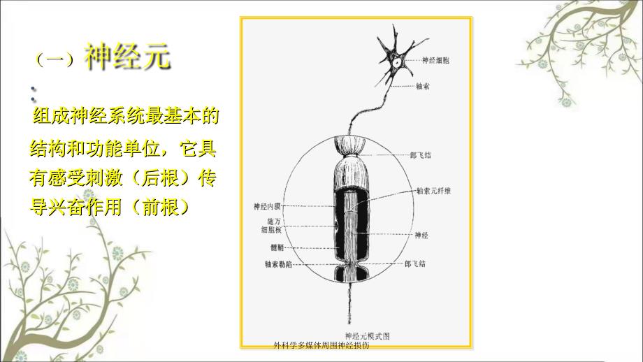 外科学多媒体周围神经损伤_第4页