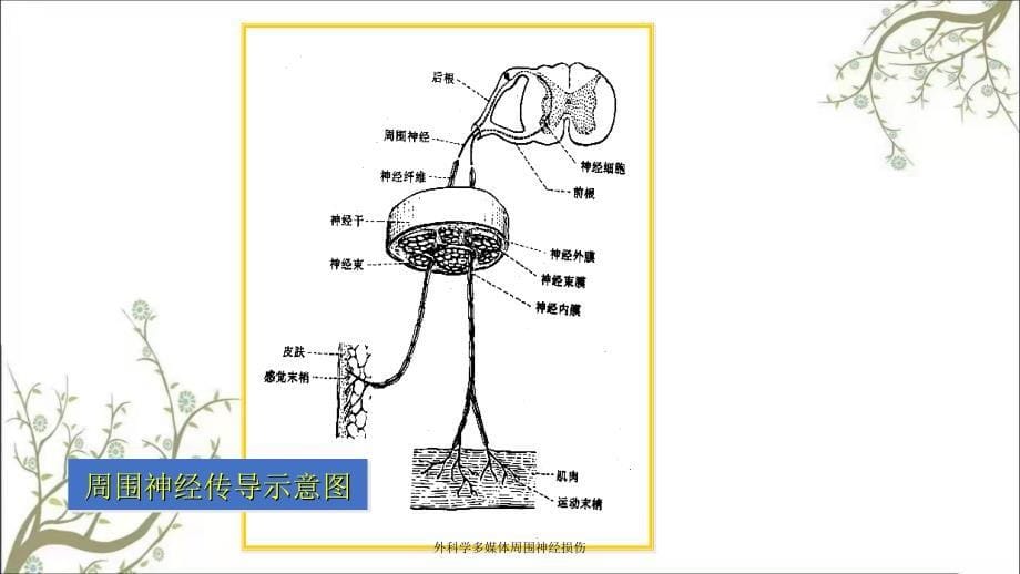 外科学多媒体周围神经损伤_第5页