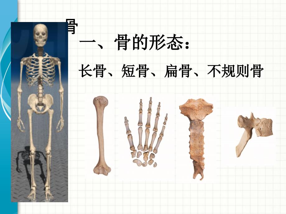 骨的形态和结构PPT课件02_第2页