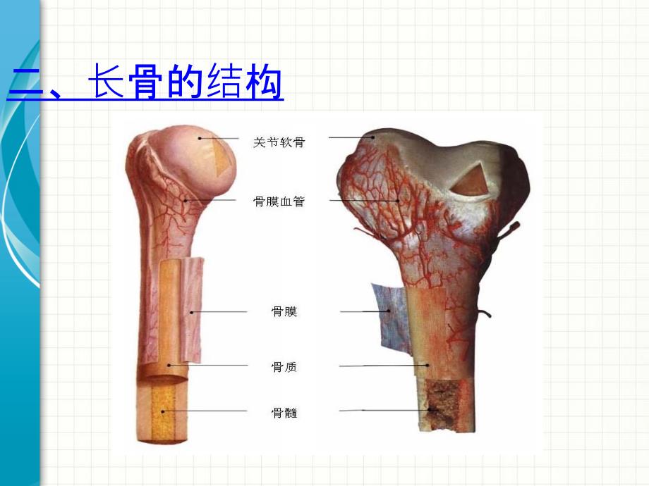 骨的形态和结构PPT课件02_第4页