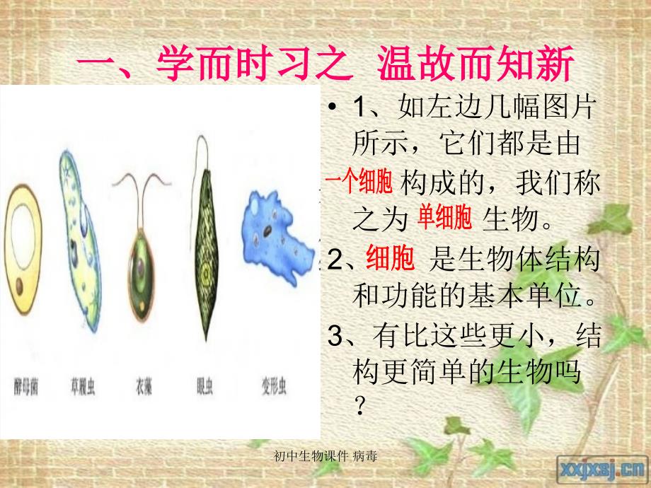 初中生物课件 病毒_第2页